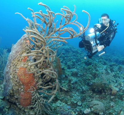 Remora_Horz_640.jpg