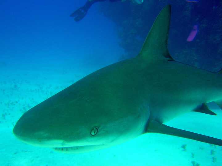 Shark5.JPG