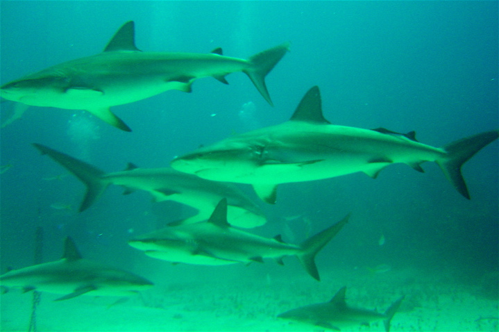 shark7.JPG