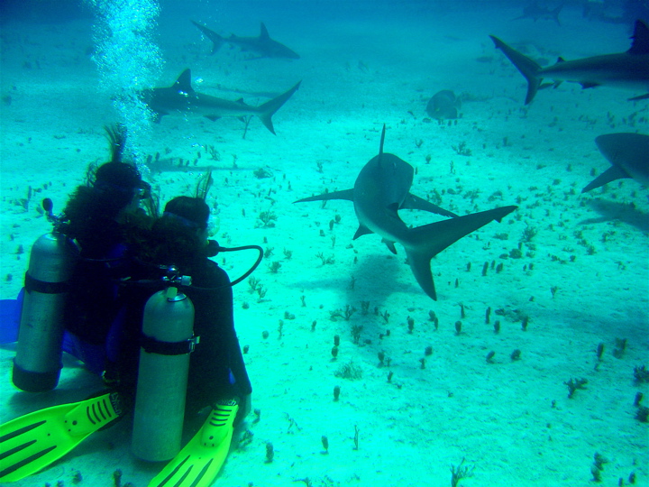 shark_girls.JPG
