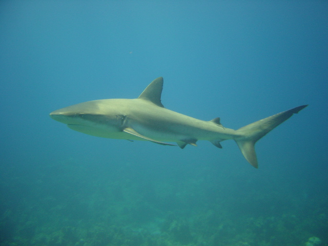 sharkandfood.jpg